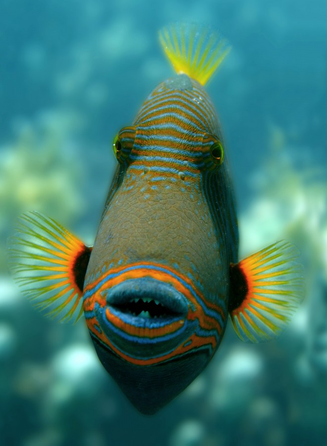 Unterwasserbilder bunter Fisch