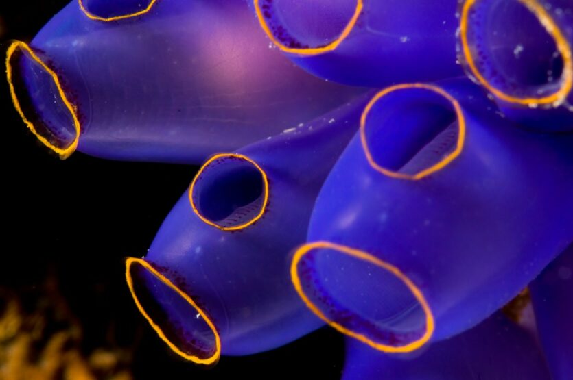 Unterwasserbilder Close-up Korallen