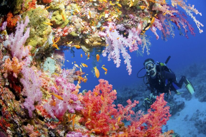 Unterwasserbilder Korallen