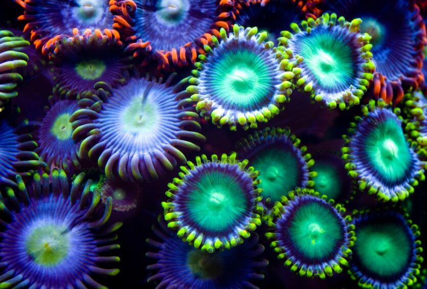 Unterwasserbilder Krustenanemone
