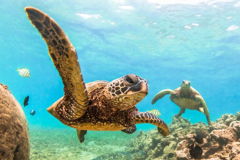 Unterwasserbilder Suppenschildkröten