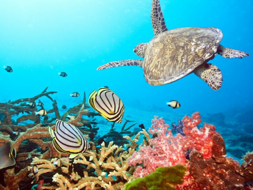 Unterwasserbilder Schildkröte, Korallen, Fische