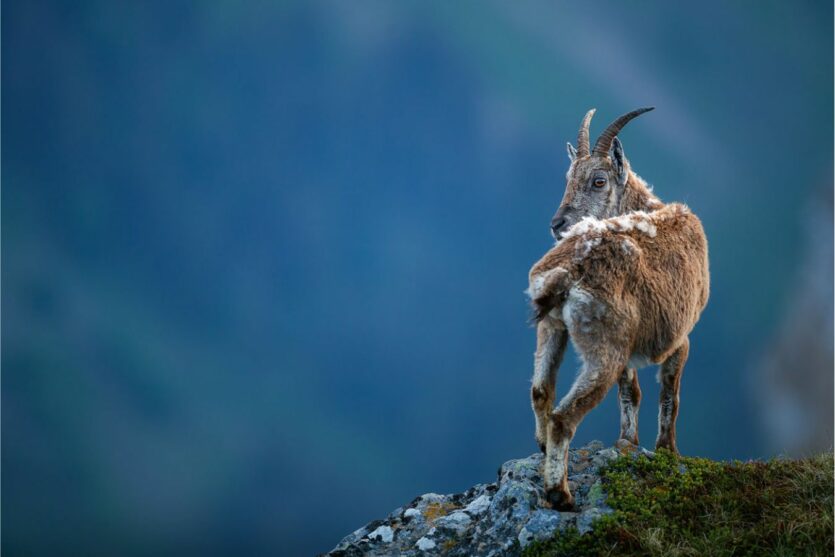 Tiere in den Bergen fotografieren