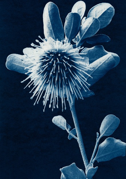 Pflanze Dampiers Rose Cyanotypie
