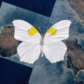 weißer Schmetterling mit gelbem Fleck auf jedem Flügel vor dunklem Hintergrund