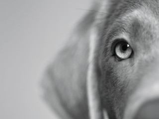 Hundefotos: Simonetta Reh erklärt, wie wichtig die Begegnung auf Augenhöhe mit den geliebten Tierbeinern ist