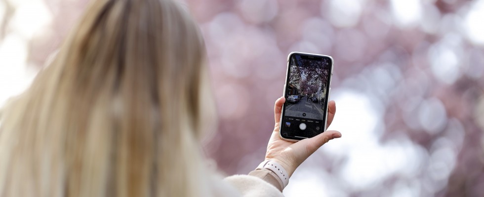 Eine Frau fotografiert Kirschblüten mit der Smartphone-Kamera