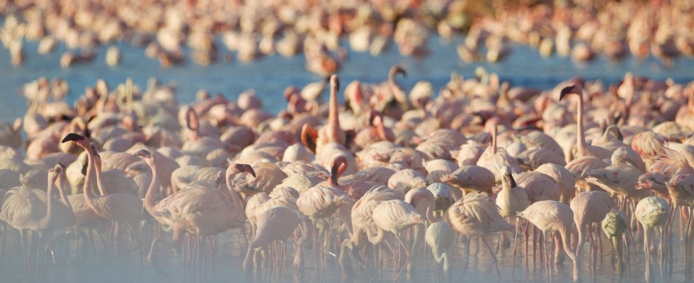 Flamingo-Schwarm