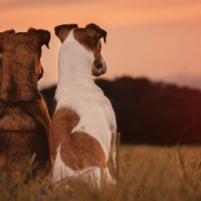 Hundeporträt im Sonnenuntergang