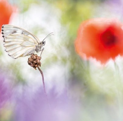Schmetterling mit Blumen-Bokeh