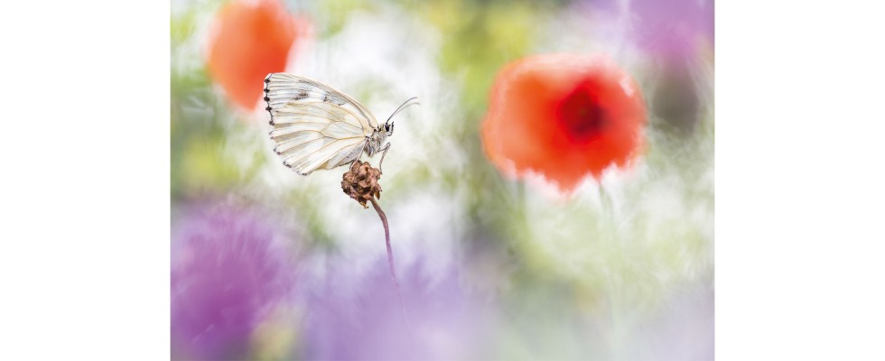 Schmetterling mit Blumen-Bokeh