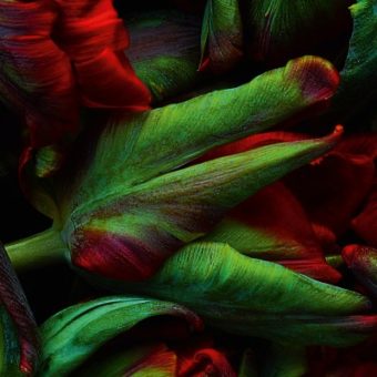 Makroaufnahme von roten und grünen Blüten