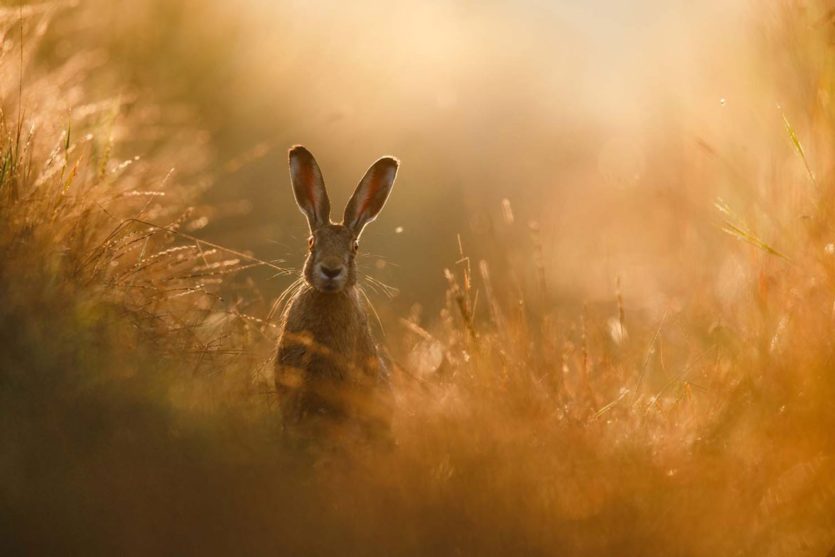Kategorie-Sieger Säugetiere beim GDT-Naturfotografen 2020