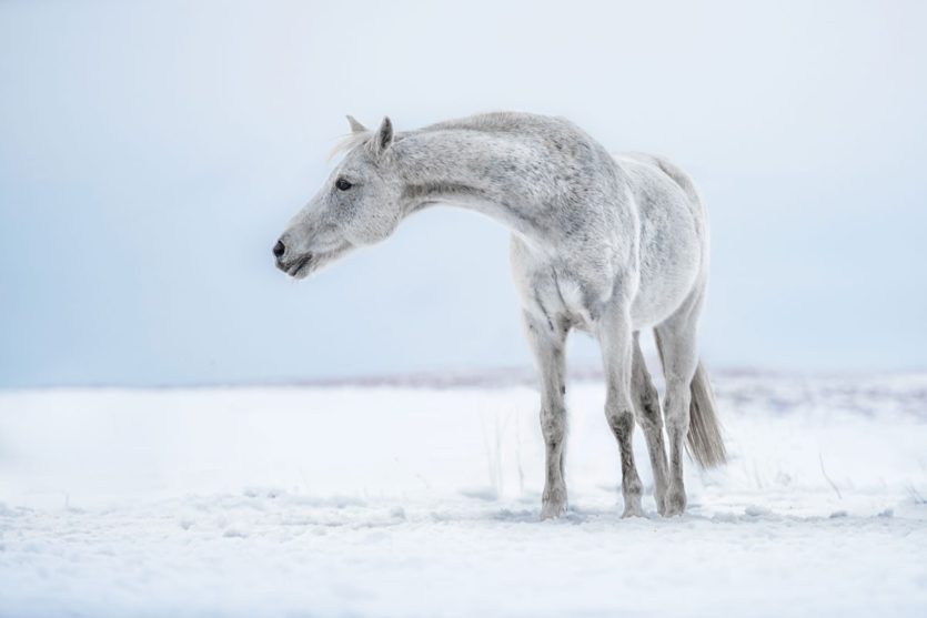 Tiere im Schnee fotografieren