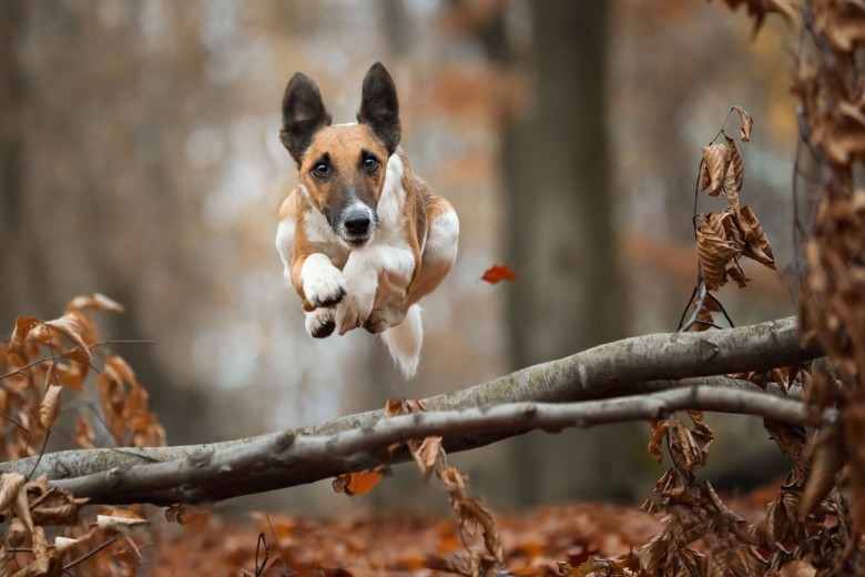 Springende Hunde kann man auch gut von unten fotografieren