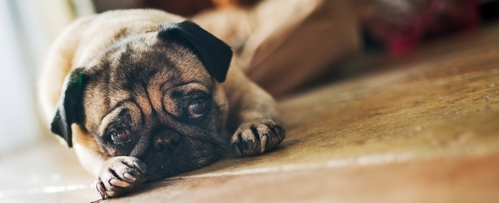 Hundefotos: mit 7 Tipps zum perfekten Bild
