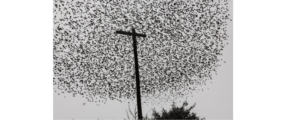Vögel auf dem Laternenpfahl