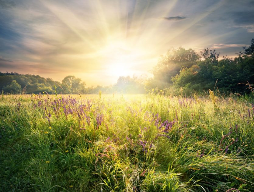 Wiese mit tief stehender Sonne