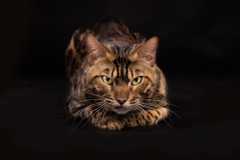 Katzenfoto – Andere Perspektiv