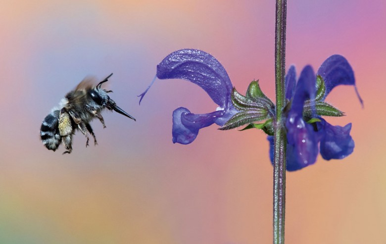 Biene fliegt auf Blüte zu