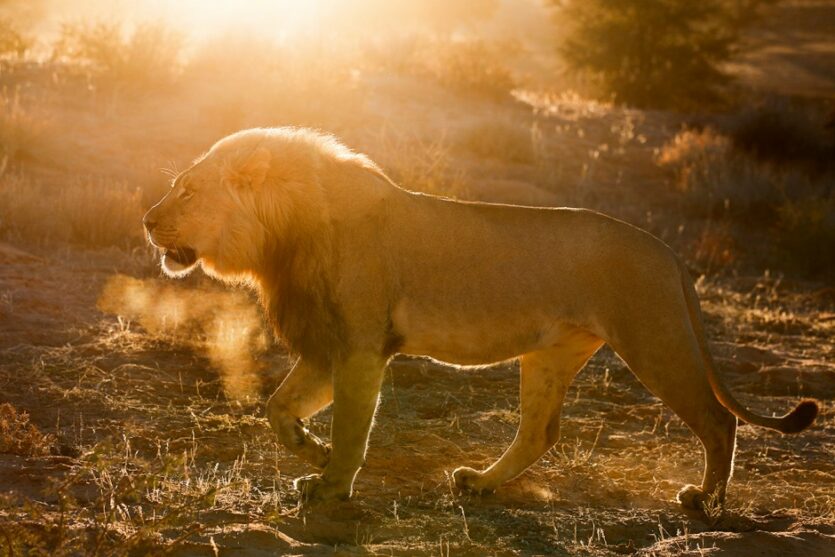 Löwe in der Morgensonne