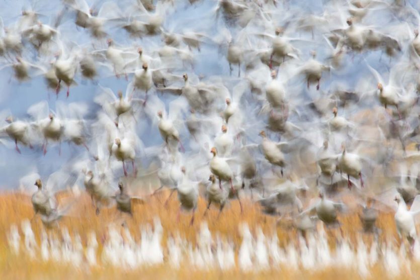 Kategorie-Sieger Vögel beim GDT-Naturfotografen 2020