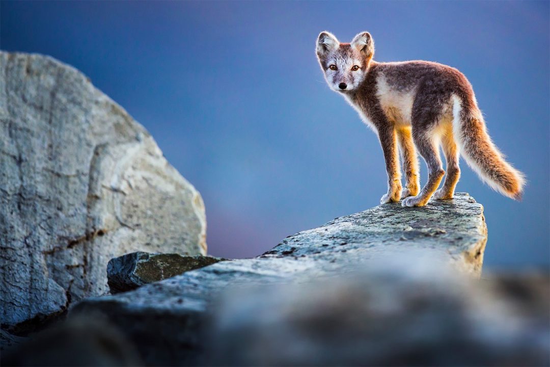 Polarfuchs auf Felsen in Skandinavien