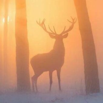 Ein Hirsch steht in einem winterlichen Wald und wird von orangenem Licht umhüllt.