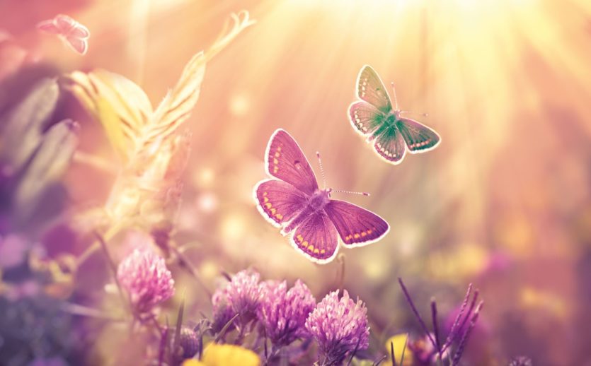 Schmetterlinge im Sonnenschein