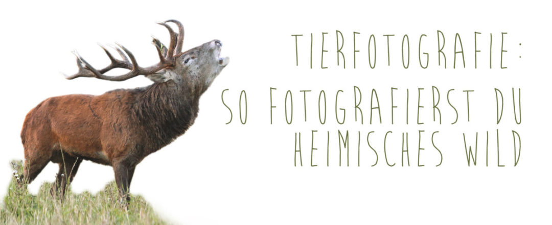 Wer heimische Tiere fotografieren möchte, findet hier einige nützliche Tipps!