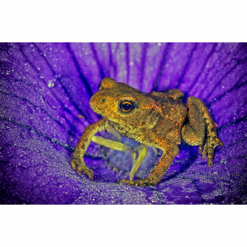 Frosch in lila Blüte