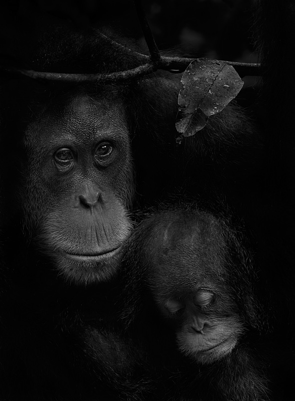 Affenmutter mit Kind