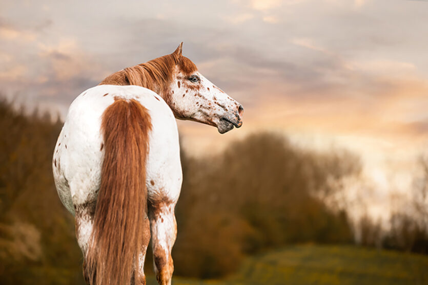 Fleckiges Pferd beim Sonnenuntergang