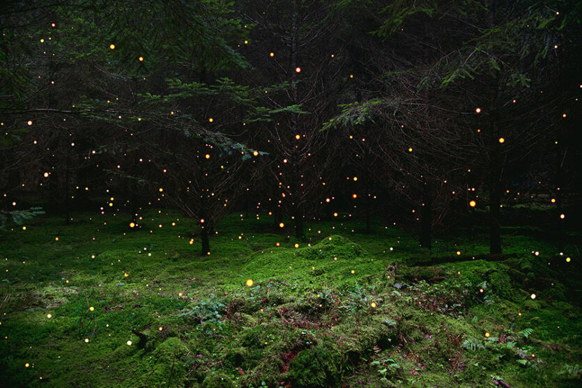 Wald mit Lichtern