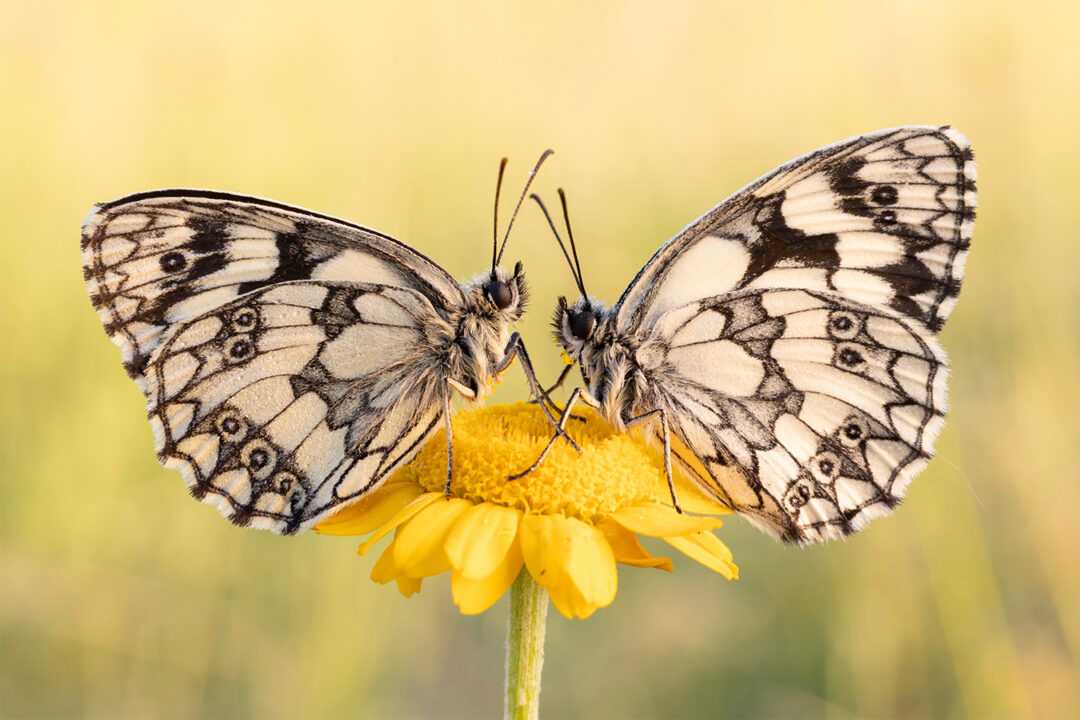 Schachbrettfalter auf gelber Blüte