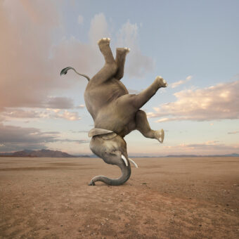 Fotomontage, KI, Elefant auf Rüssel