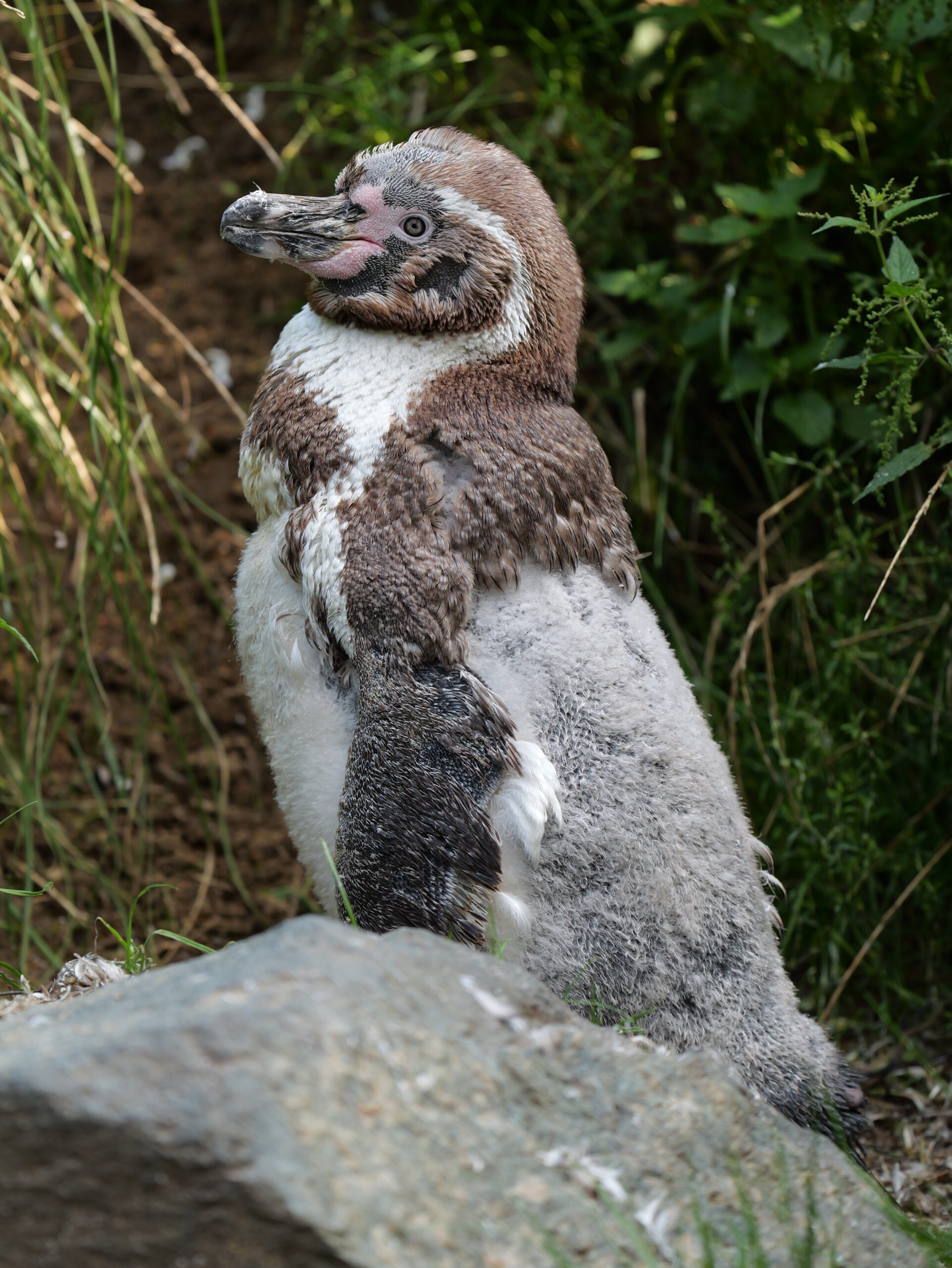 Pinguin, aufgenommen mit Lumix G9II.