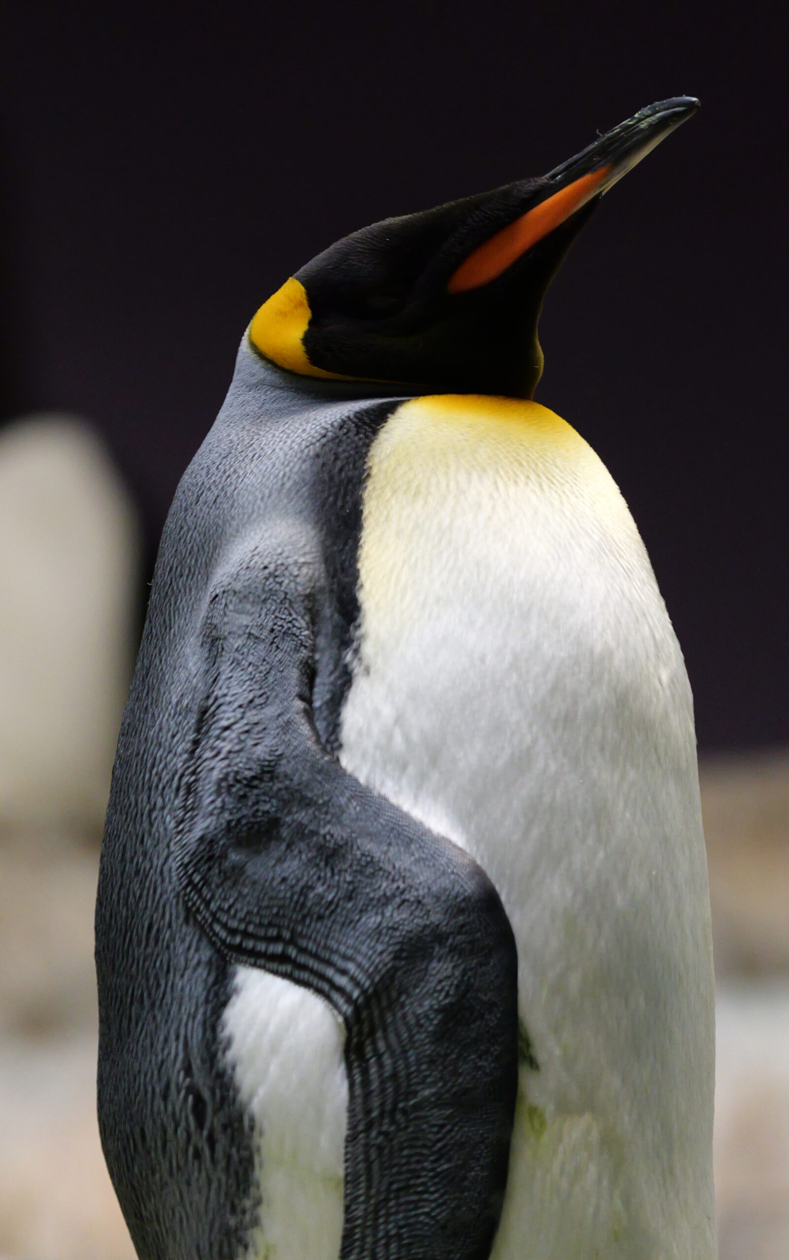 Pinguin, aufgenommen mit Lumix G9II.