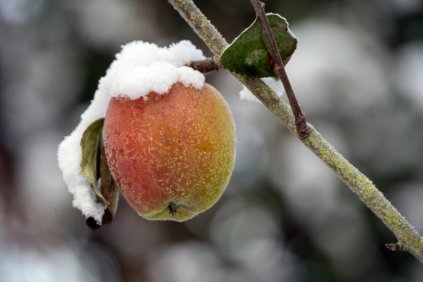 Schneebedeckter Apfel
