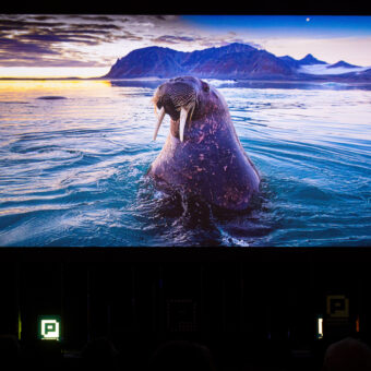 Walross schaut aus dem Wasser. Aufnahme von Michael Martin während seines Vortrags auf der Photopia 2023.