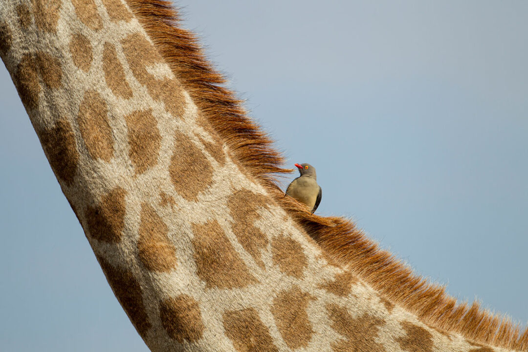 Groß und Klein: Giraffenhals mit Vogel