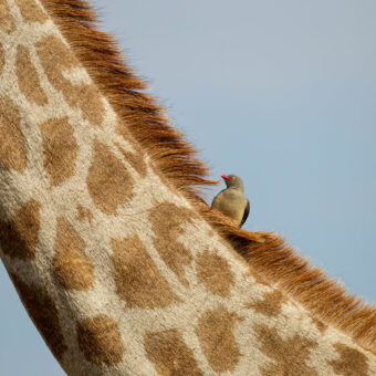 Groß und Klein: Giraffenhals mit Vogel