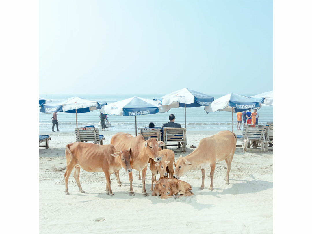 Kühe am Strand von Cox’s Bazar, Bangladesch