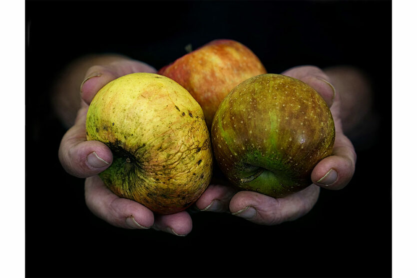 Äpfel in den Händen gehalten