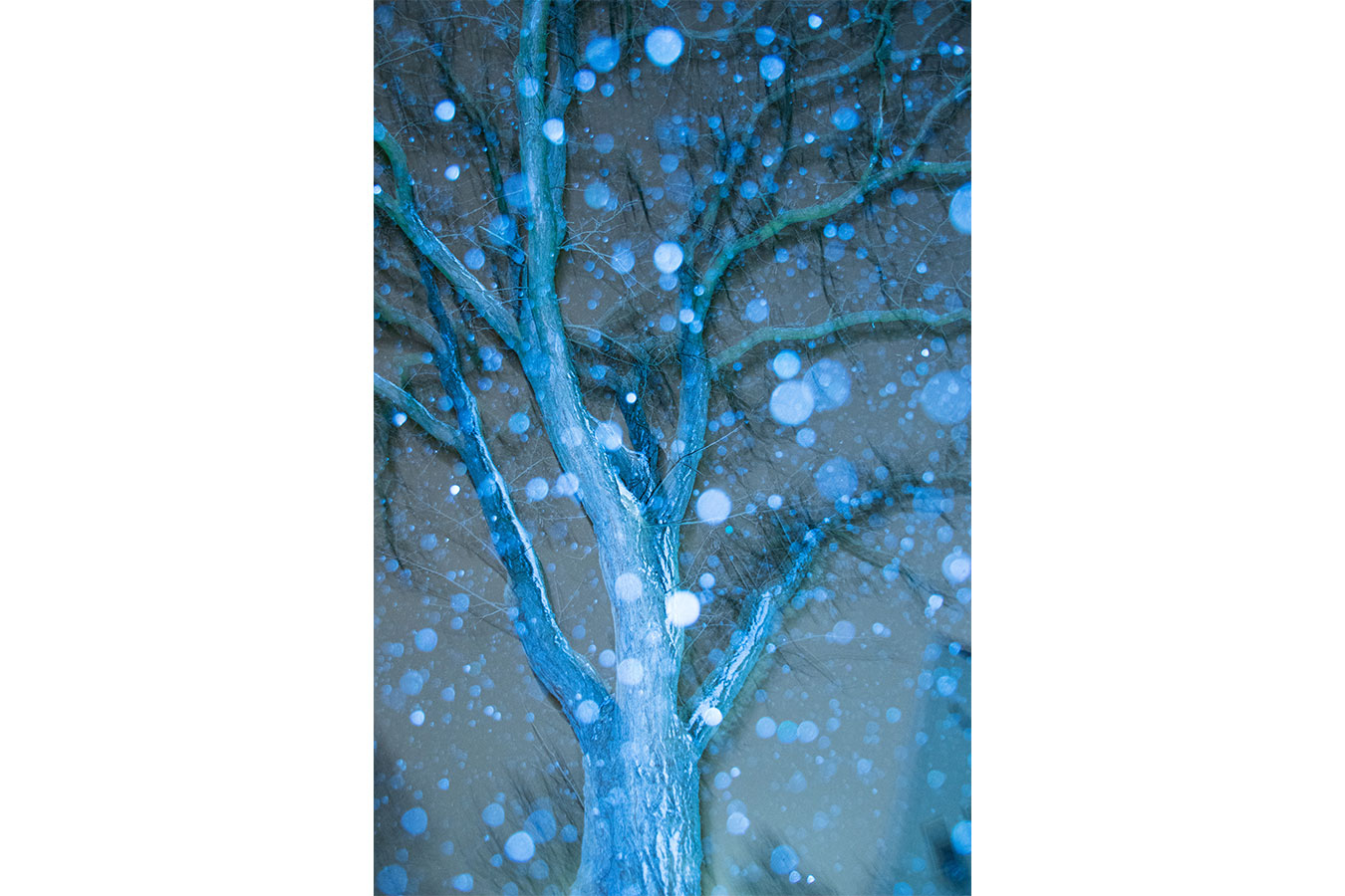 Baum im Schneetreiben, Bokeh