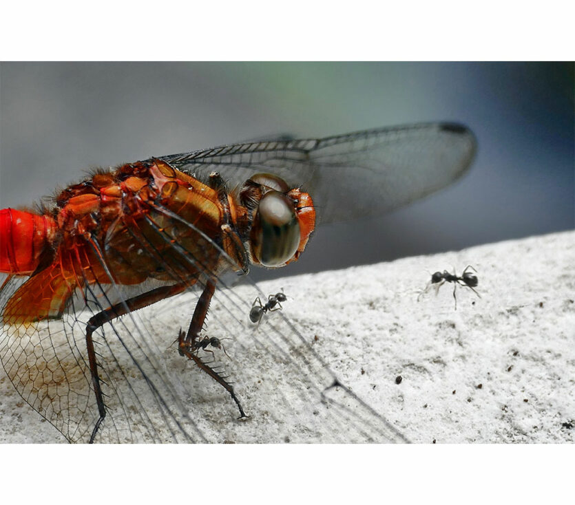 Makro, Fliege mit Ameisen
