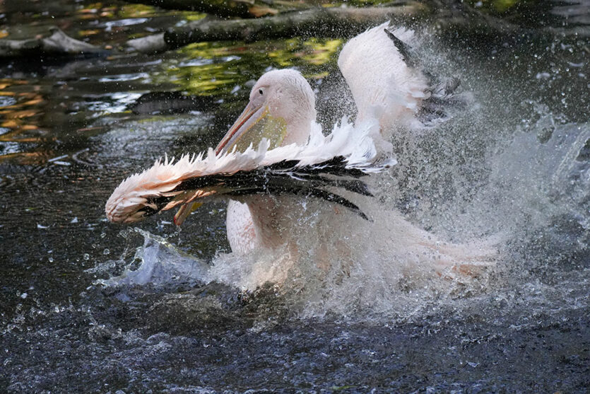 Pelikan bei Landung im Wasser