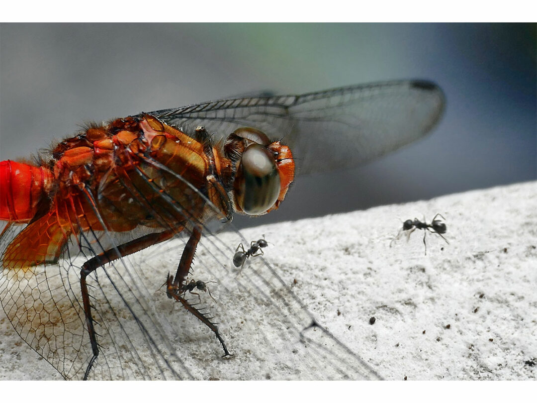 Fliege mit Ameisen, Makro