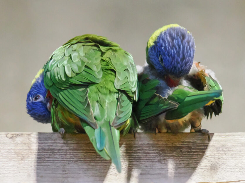 Papageien-Paar
