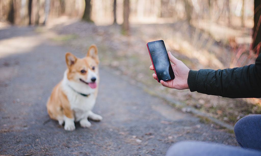 Hundefoto mit Smartphone